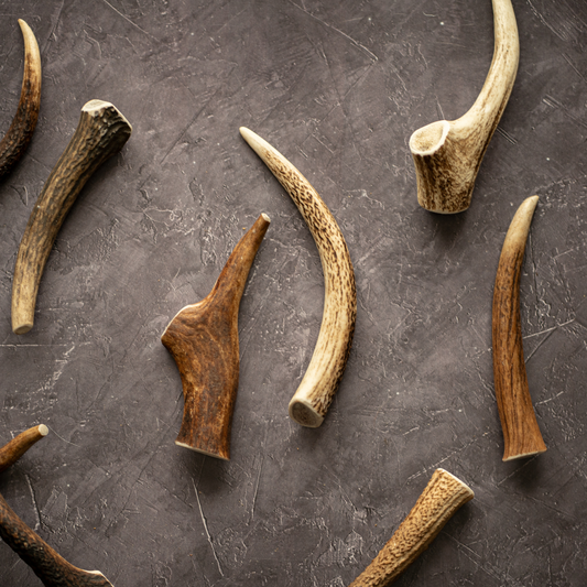 Antler Whole