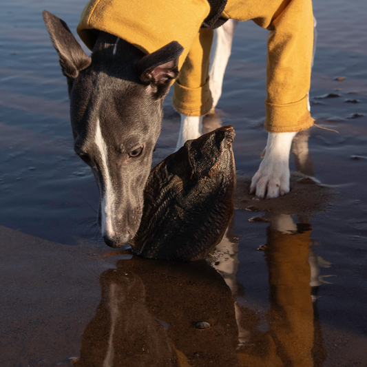 Flounder Fish