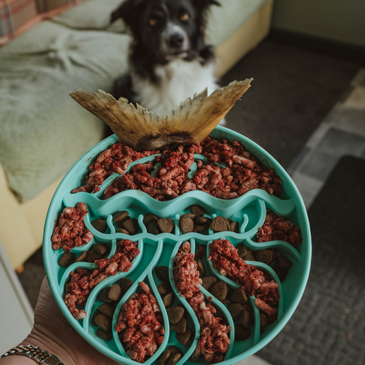 Jelly Dish Slow Feeder
