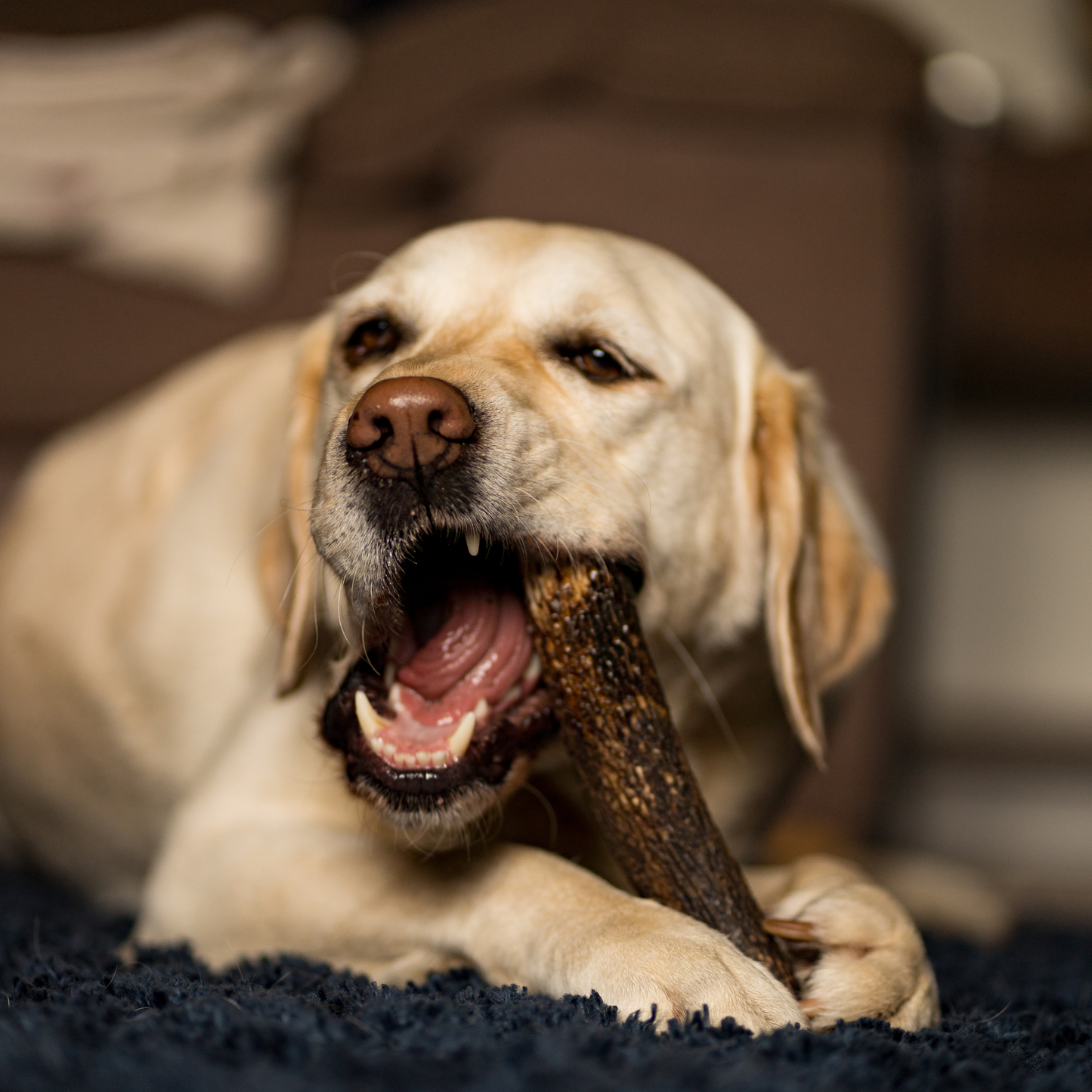 Antler Whole