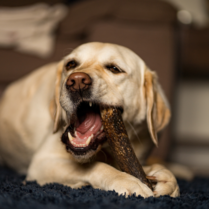 Antler Split