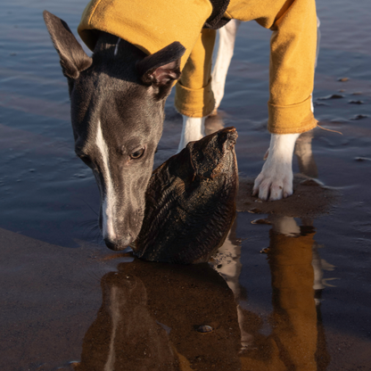 Flounder Fish