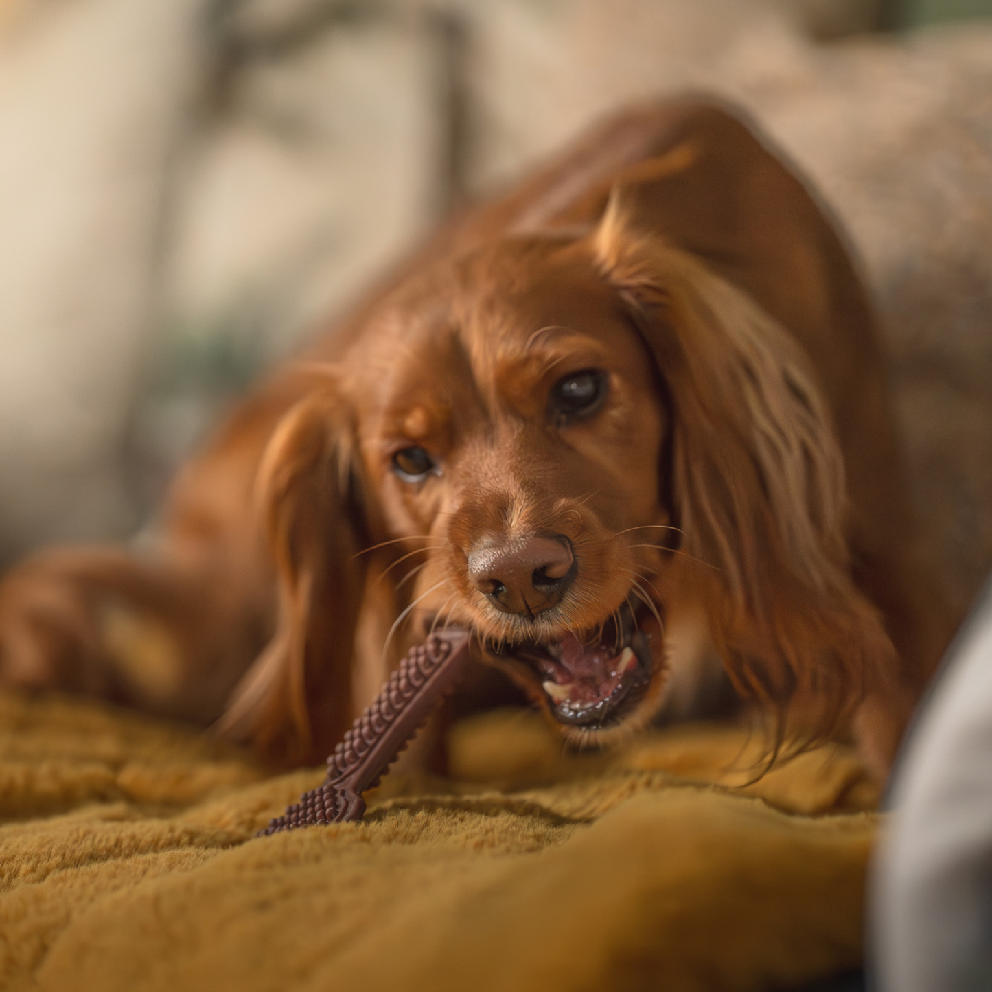 Fruit & Veg Bones