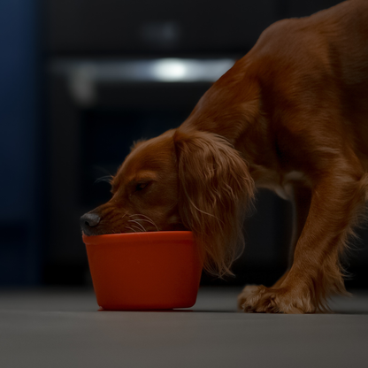 Lick Pot - Pumpkin Orange