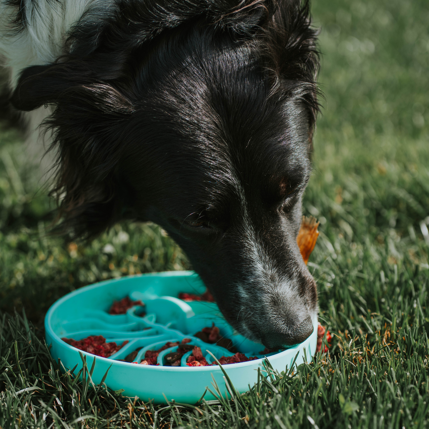 Jelly Dish Slow Feeder